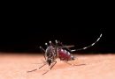 Atlixco arranca acciones para contener el dengue