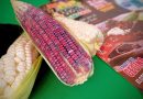 Esquite con tilapia, tortaesquite, eso y más en la 7ª Feria del Elote en Atlixco